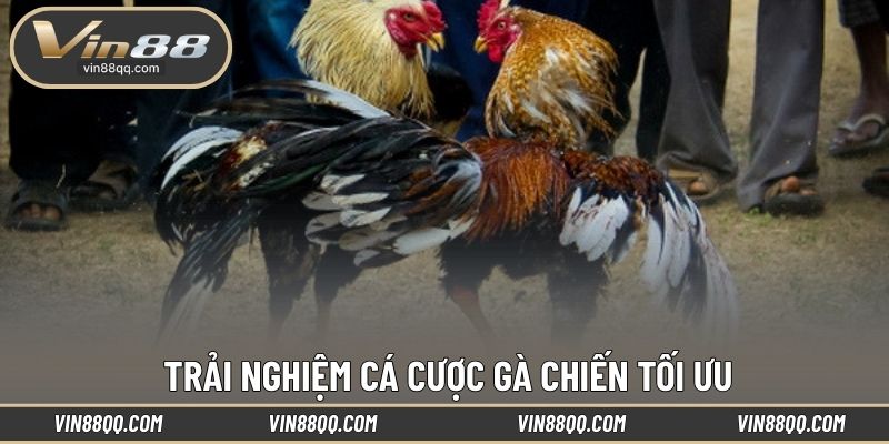 Trải nghiệm cá cược gà chiến tối ưu